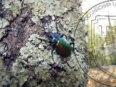 Красотел пахучий 001